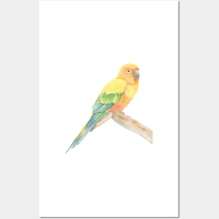 Sun parakeet conure watercolor parrot portrait Posters and Art